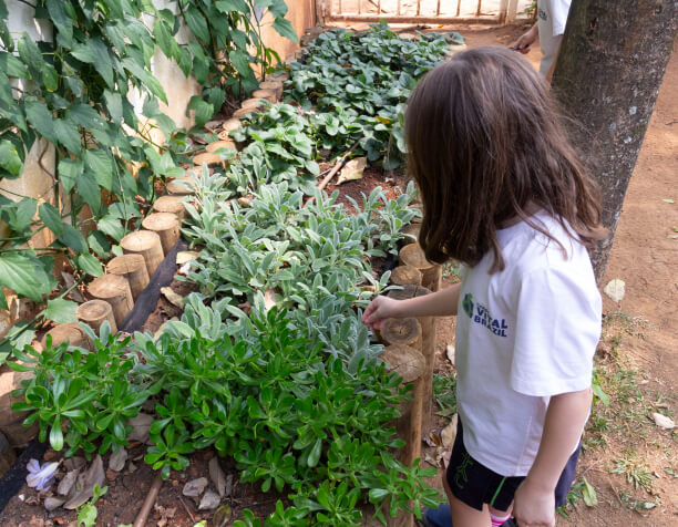 Horta para alunos do Colégio Vital Brazil